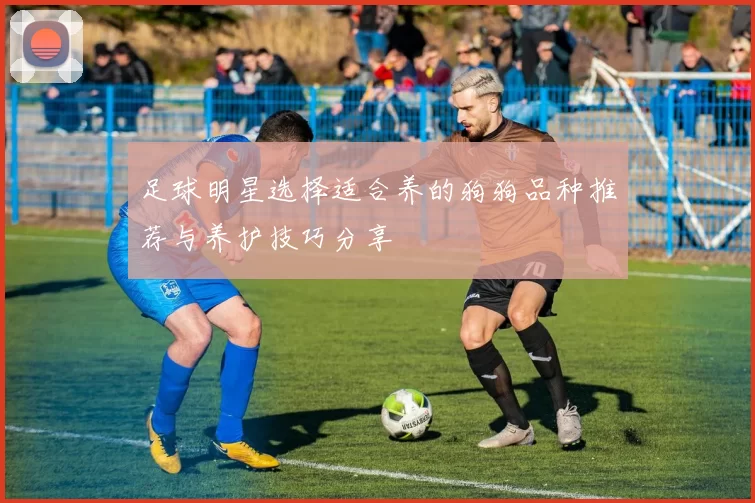 足球明星选择适合养的狗狗品种推荐与养护技巧分享